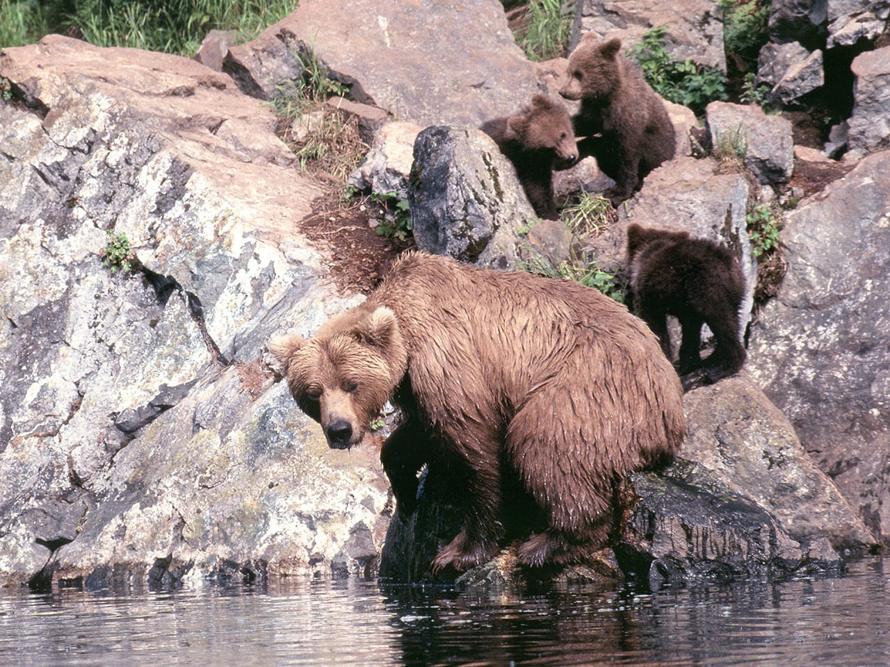 Brown Bear Family