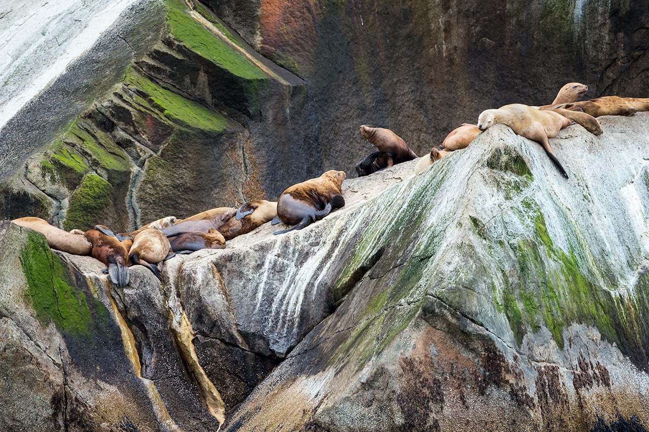 Seals chilling on a moss covered rock.