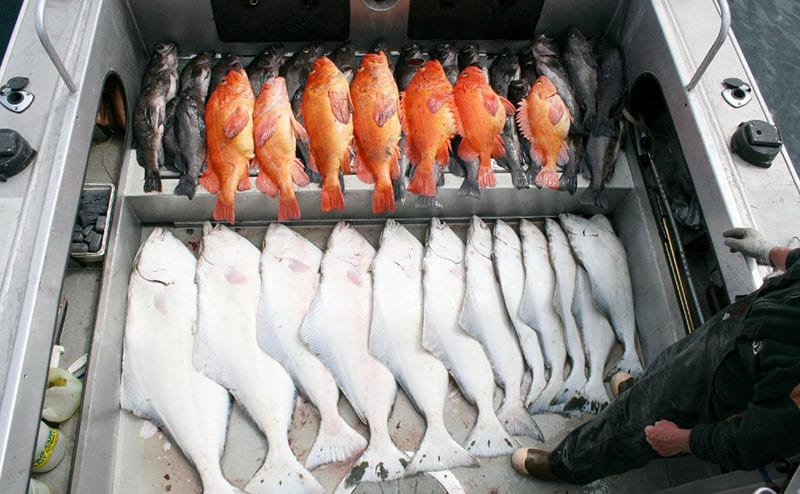 Neatly organized group of white, black, and orange fish on a boat