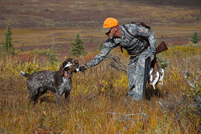 A hunter in a gray camouflage suit retrieves a ptarmigan from his dog.