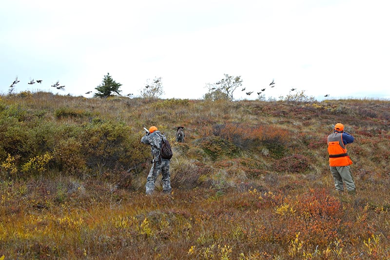 Two hunters take aim at a flock of ptarmigans rising from a grassy field.