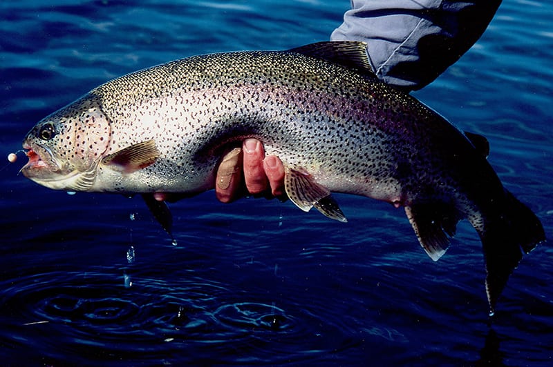 A fisherman holds a rainbow trout above the water in his hand.