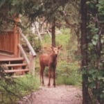 Bear Viewing and Tourism