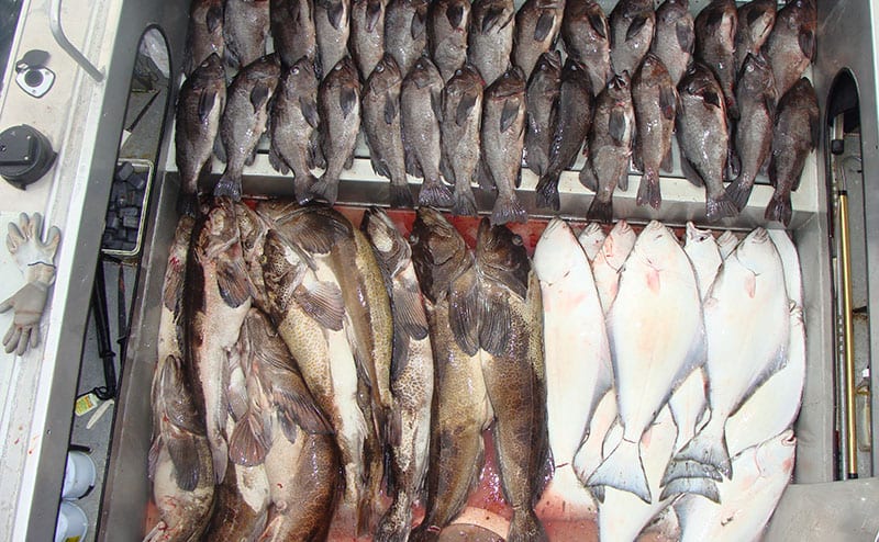 Rows of caught fish on boat