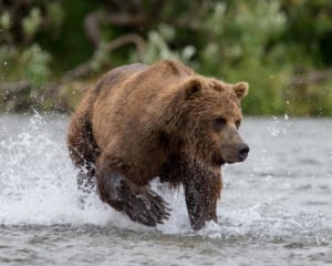 bear viewing in alaska