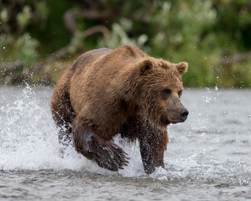 Bear Viewing in Alaska – Alaska Bear Viewing Adventures in Soldotna, AL