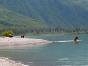 bear viewing in alaska