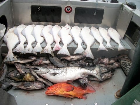 Large group of fish on boat.