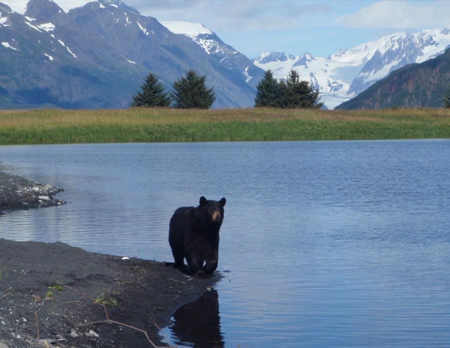 Fly-In Fishing Trips from All Alaska Outdoors in Soldotna, Alaska.