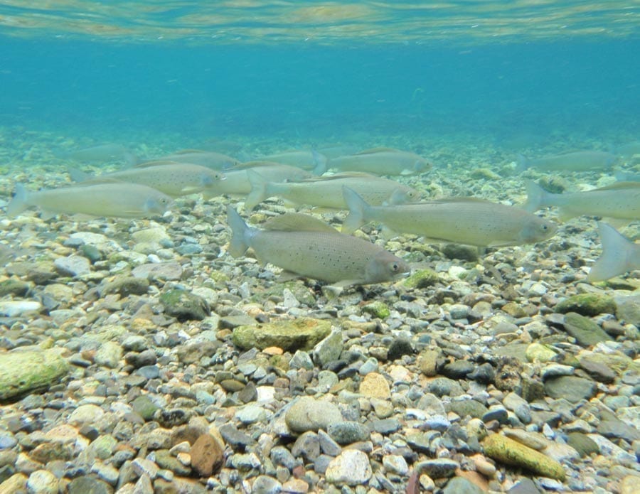 A group of salmon point upstream in a turquoise river.