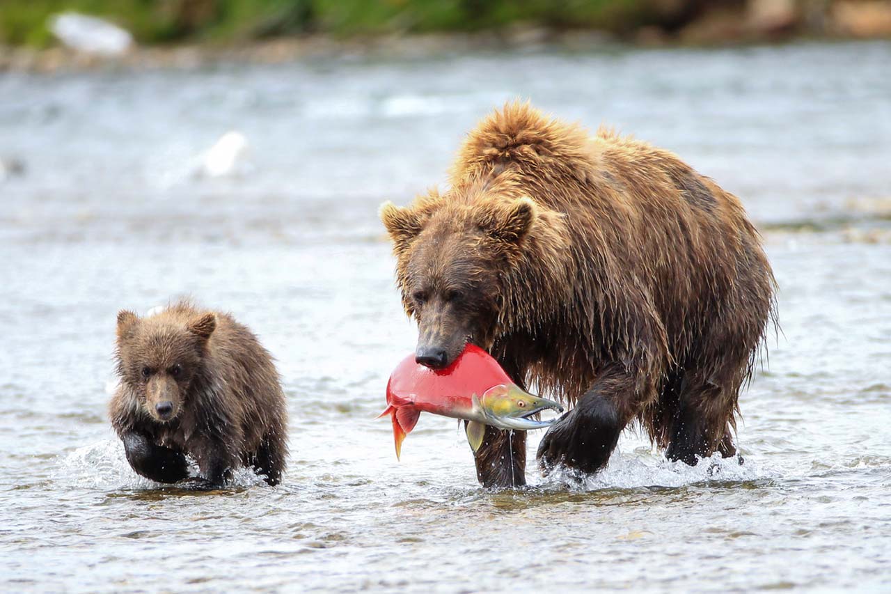 A large brown bear with a bright red kokanee salmon in her mouth trudges through a river with her cub.