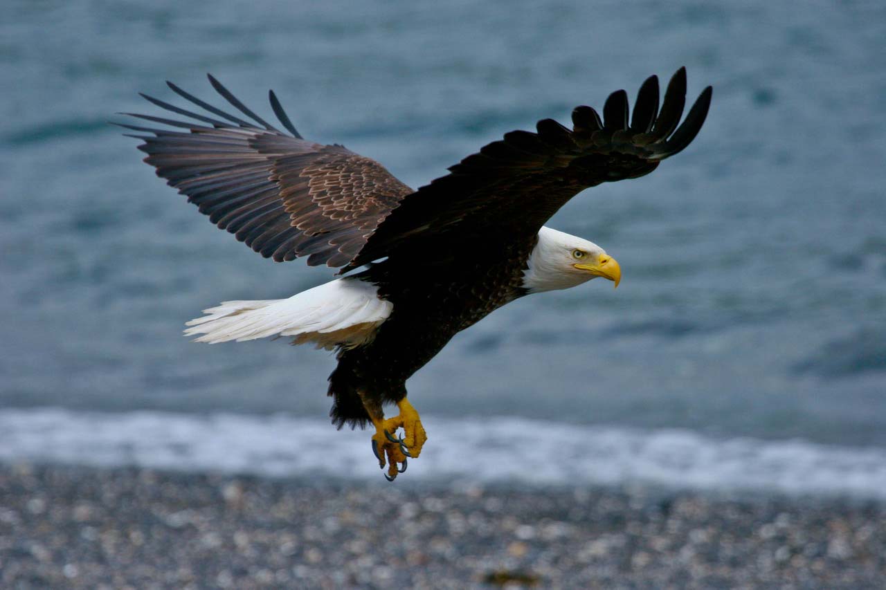 A bald eagle seems to smirk as it soars above a lake.
