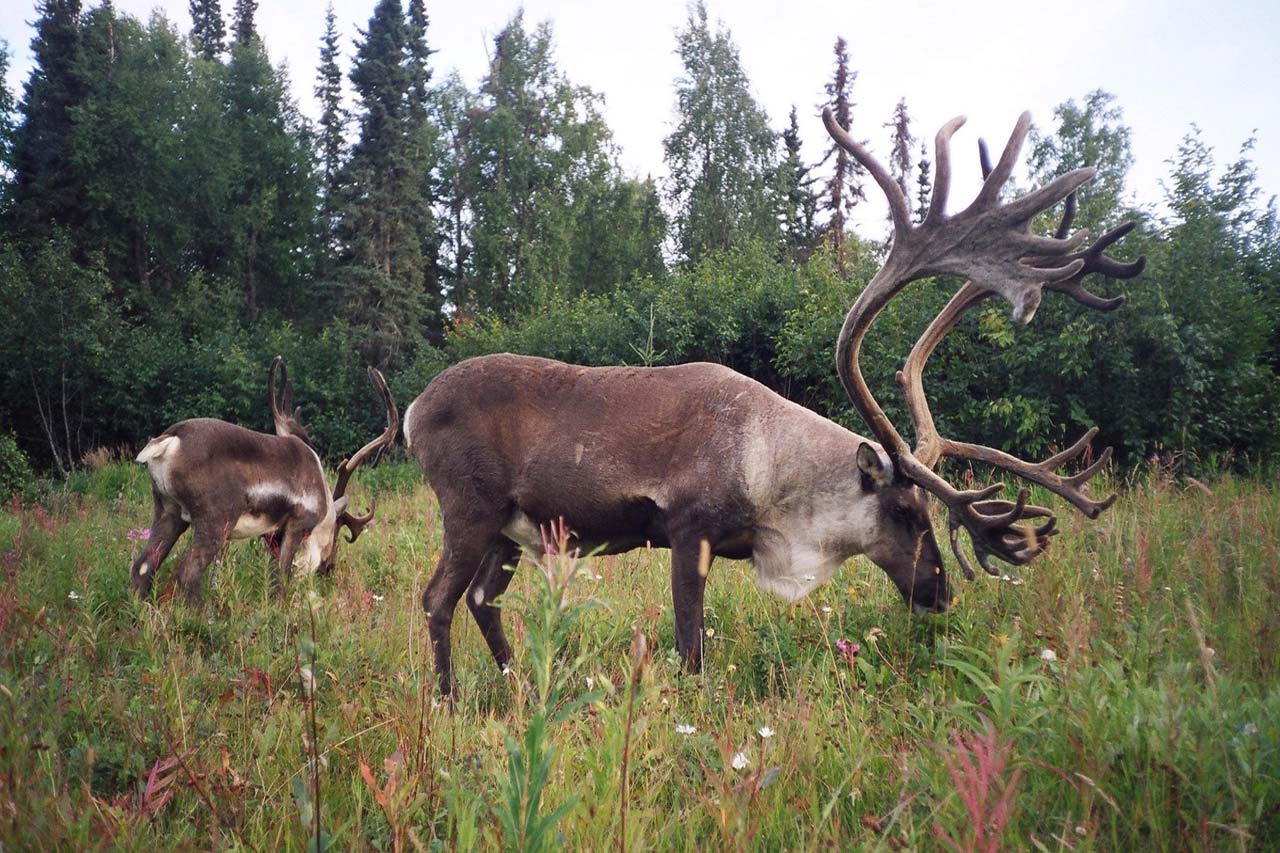 Large caribou with expansive antlers eat grass in a field.