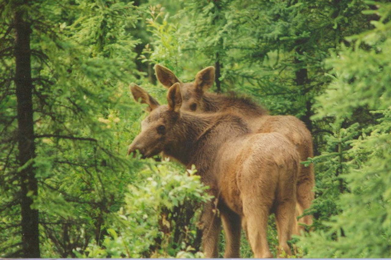 Two female moose gaze through the woods.
